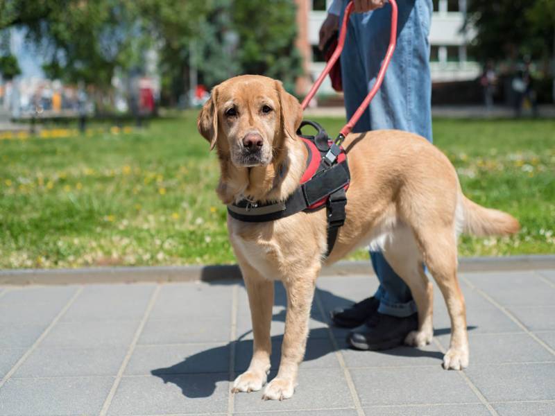 A service dog.