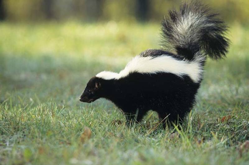 Skunk walking on grass