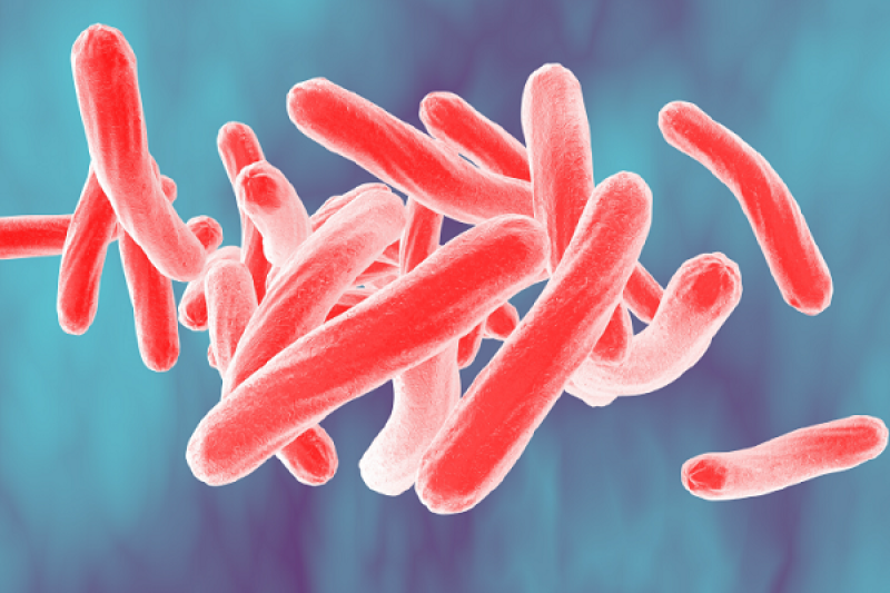 What is Tuberculosis