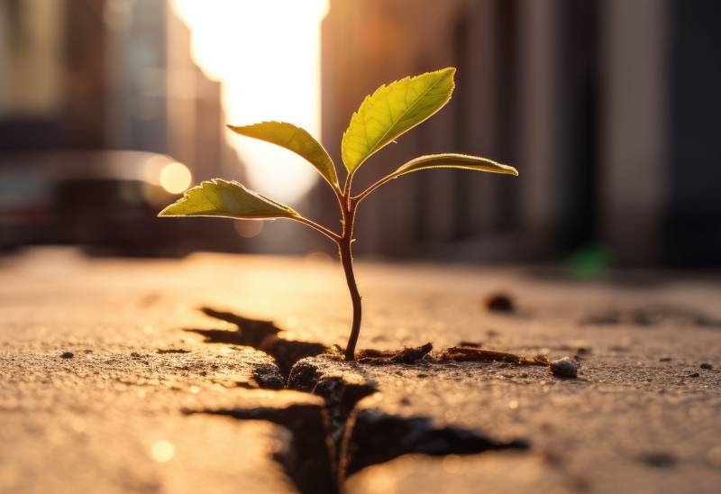 plant breaking through ground