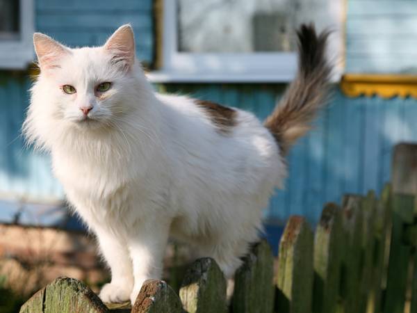 Cat walking on top of a fence