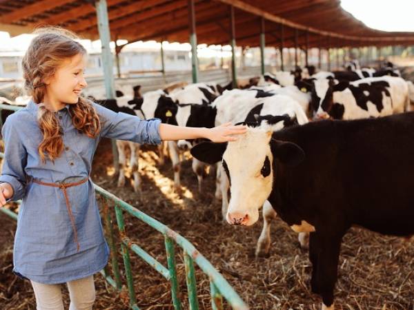 Girl petting cow