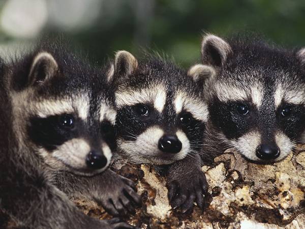 Three raccoons peeking over a fallen log