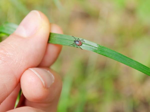 Hand holding a blade of grass that has a tick crawling on it