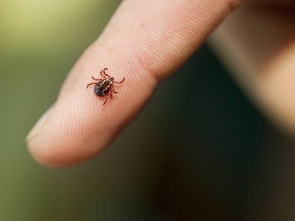 Tick crawling on a persons finger