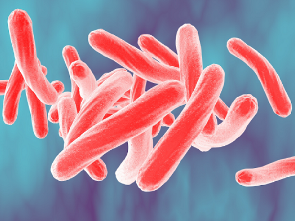 What is Tuberculosis