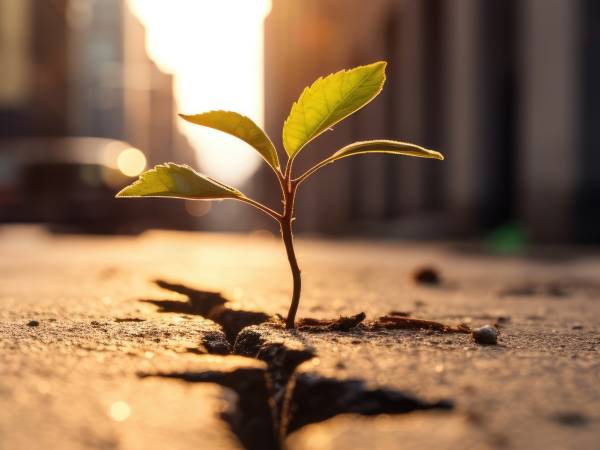 plant breaking through ground