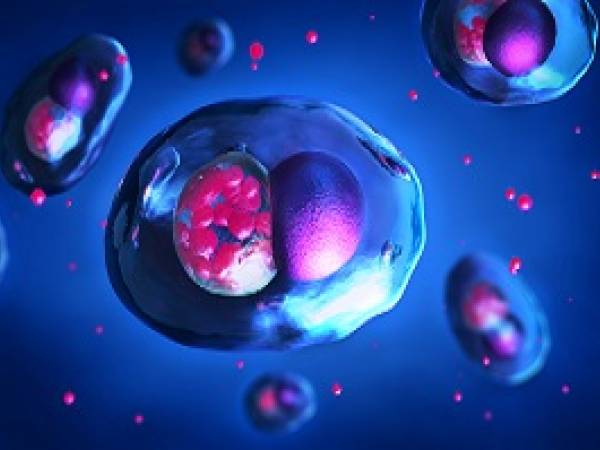 Chlamydia bacteria