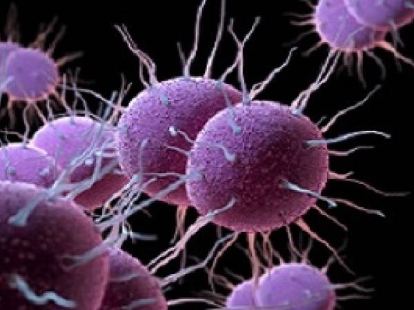 Gonorrhea bacteria