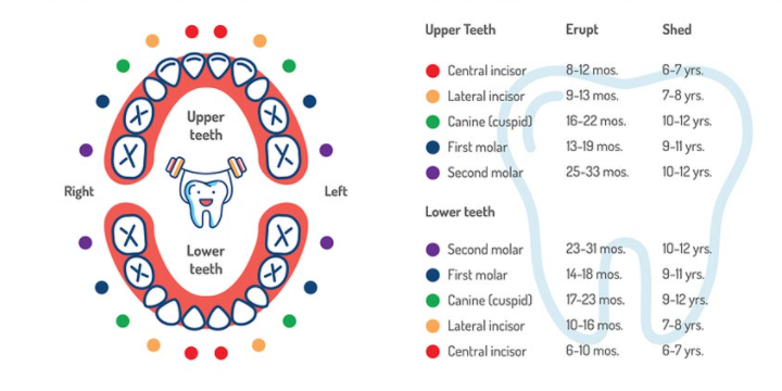 human baby teeth diagram