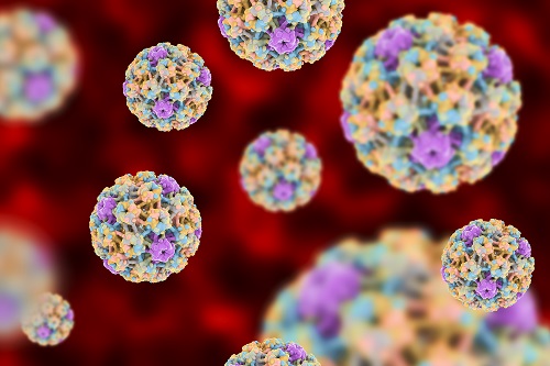 HPV under microscope
