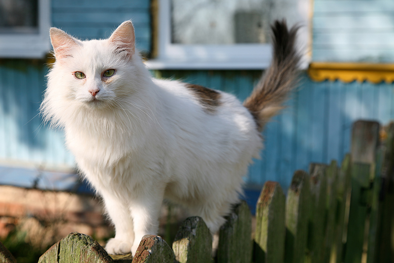 Cat walking atop fence