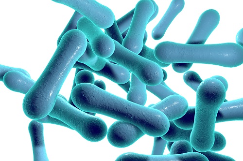 Diphtheria under microscope