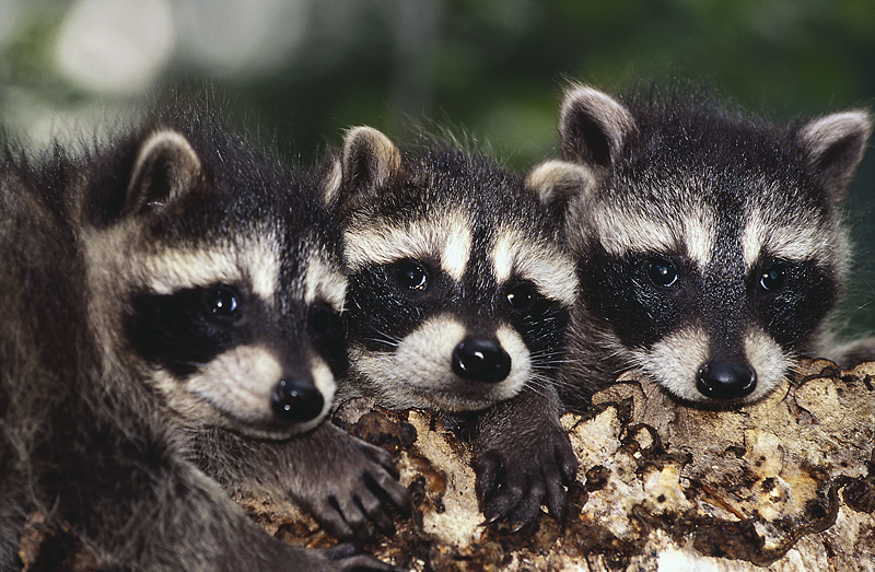 Three racoons