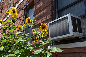 Picture of a window air conditioning unit with sunflowers growing next to it