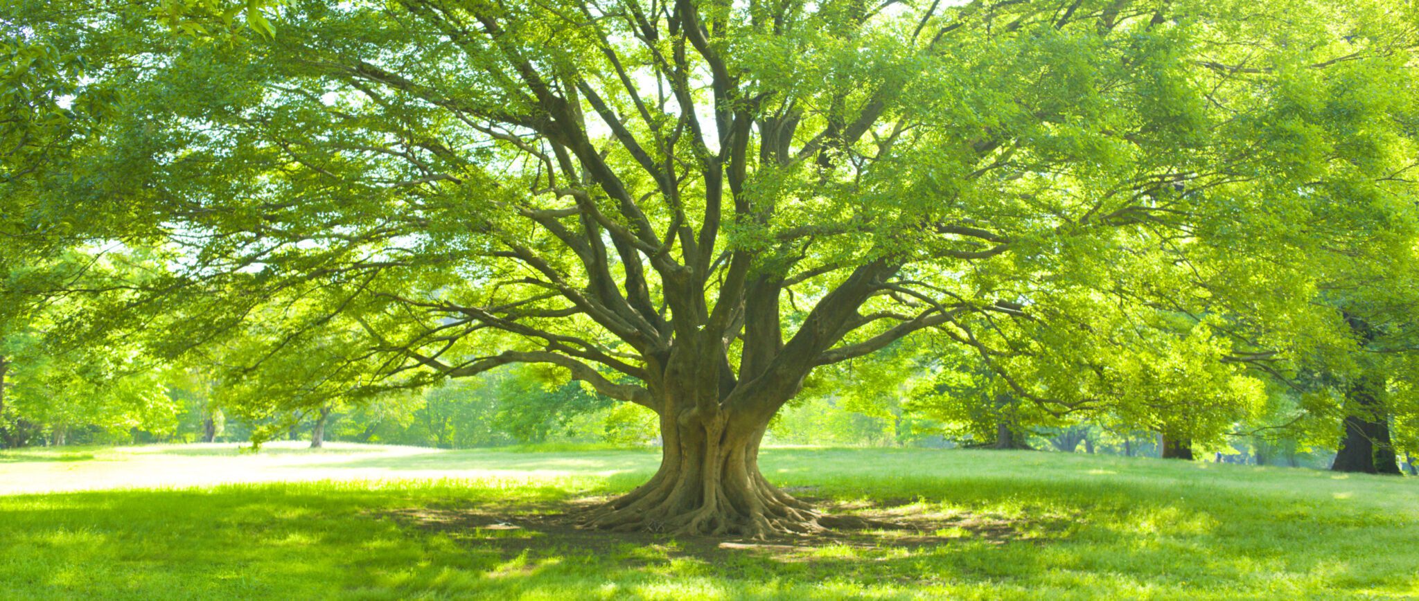 kinship tree