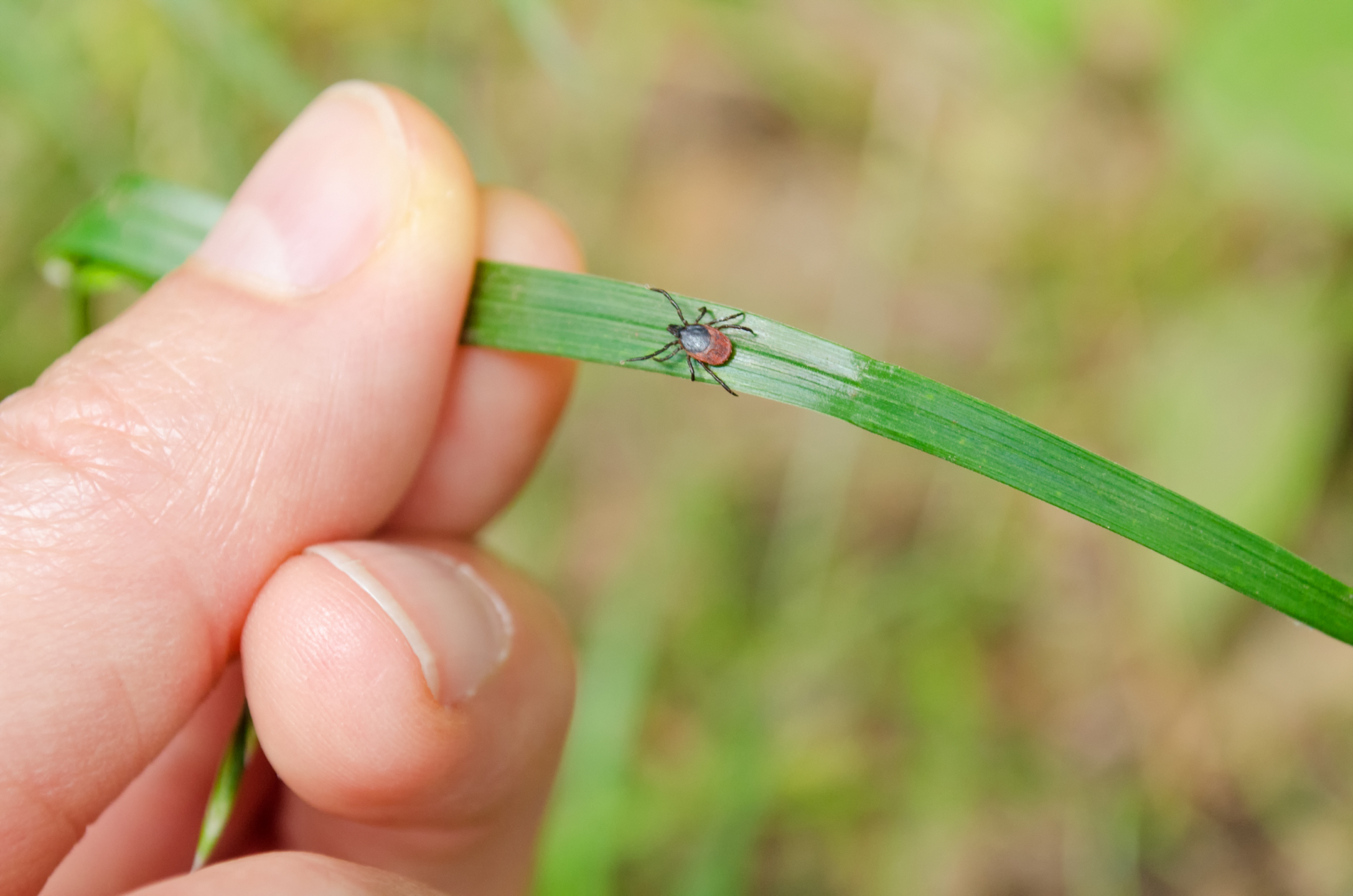 North Dakota Tick Surveillance