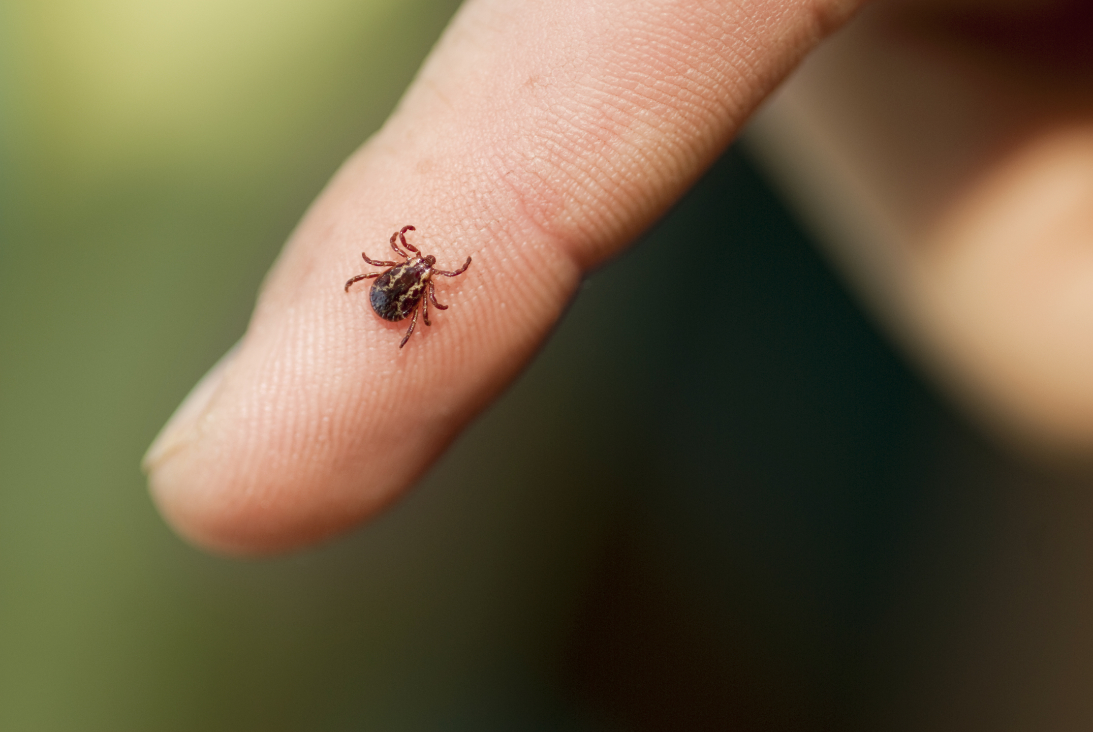 Diseases that can be Transmitted by Ticks