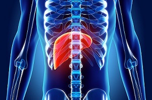 Liver