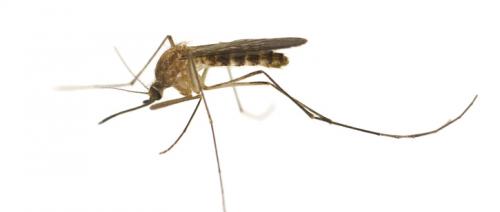 West Nile virus