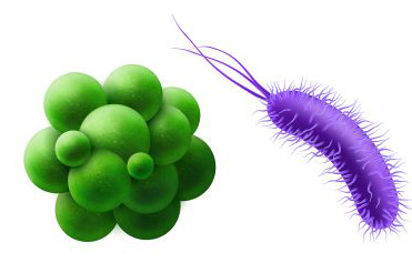 Illustrations of biothreat organisms 