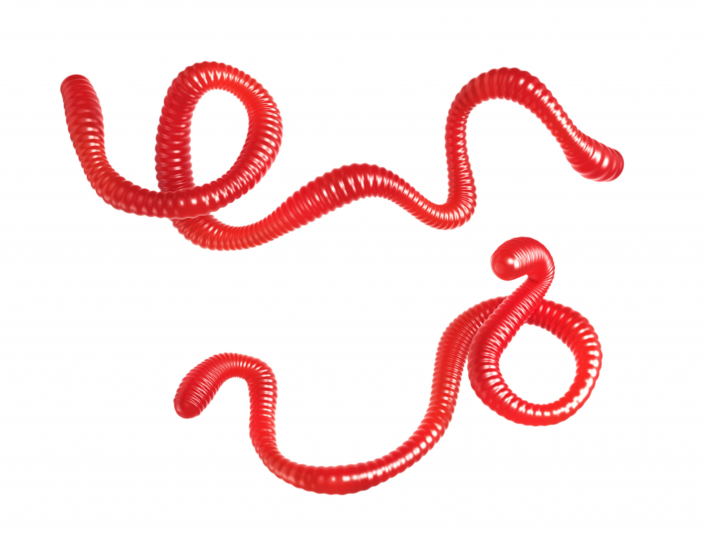 icon of Ebola virus