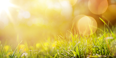 sunny grassy area