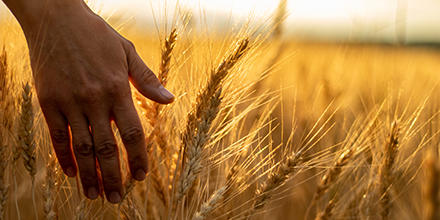 Hand in wheat field