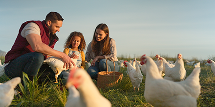 Two parents with their daughter, feeding chickens.