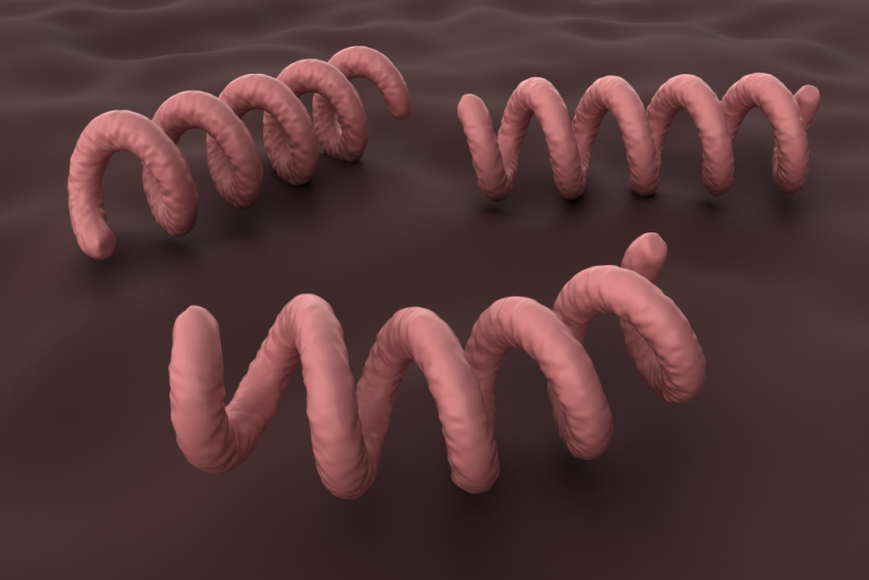 Syphilis