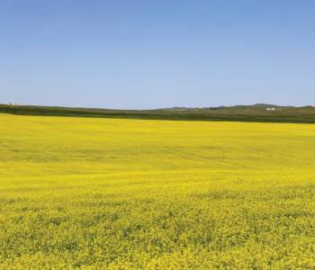 Medical professional layered on top of a canola field